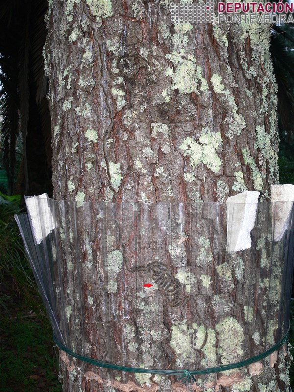 Thaumetopoea pytiocampa >> Procesion polo tronco e eirugas capturadas nunha barreira conica caseira.jpg